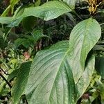 Justicia aurea Leaf