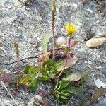 Sonchus bulbosus Libunga