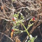 Scrophularia glabrata 花