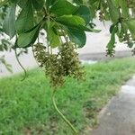 Terminalia buceras Flower