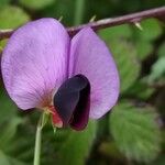 Pisum sativum Fleur