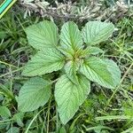 Amaranthus viridis Blatt