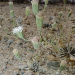 Chaenactis stevioides Flower
