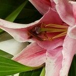 Lilium regale Çiçek