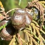 Cupressus cashmeriana Φρούτο