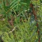 Pseudotaxus chienii 樹皮