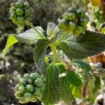 Lantana viburnoides Levél