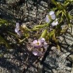 Cakile maritima Blüte