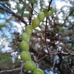 Prosopis affinis Vrucht