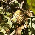 Quercus ithaburensis Fruit