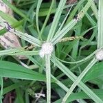 Cyperus mindorensis Folha