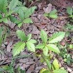 Rubus trivialis Blad