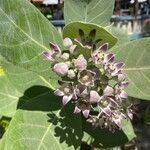 Calotropis proceraKukka