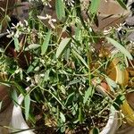 Euphorbia hypericifolia Leaf