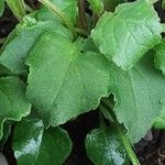 Campanula rapunculoides Leaf