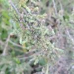 Artemisia herba-alba Lehti