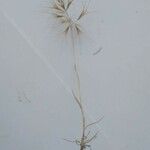 Bromus tectorum Levél