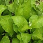 Inula helenium Habit