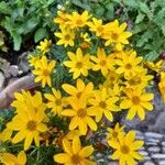 Bidens ferulifolia Virág