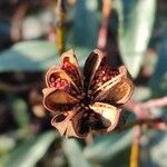 Cistus ladanifer Fruit