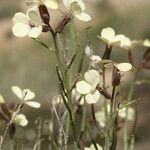 Vella bourgaeana Fiore