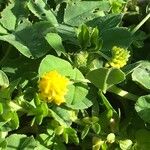 Medicago lupulina Habitus