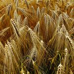 Hordeum vulgare Frukto