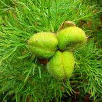 Paeonia tenuifolia Frucht