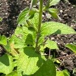 Salvia patens Leaf