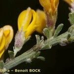 Genista pulchella Flower