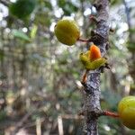 Menepetalum schlechteri Fruit