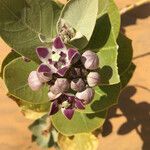 Calotropis procera फूल