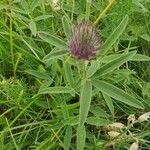 Trifolium alpestre Liść