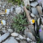 Leucanthemopsis alpina 形態
