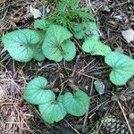 Viola hirsutula Leaf