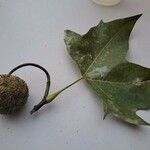 Platanus x hispanica 果実
