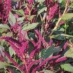 Amaranthus hypochondriacusKukka