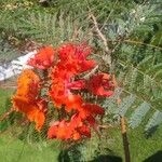 Caesalpinia pulcherrimaFloare