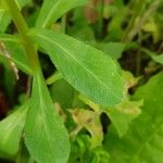 Euphorbia helioscopia Leht