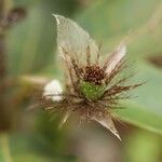 Atractylodes lancea Flower