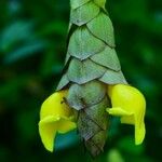 Gmelina philippensis Floare