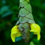 Gmelina philippensis Flower