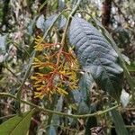 Palicourea padifolia Kwiat