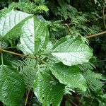 Clerodendrum formicarum Leht