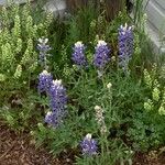 Lupinus texensis Cvet