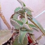 Kalanchoe daigremontiana ഇല