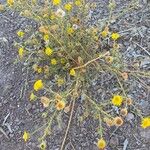 Pulicaria arabica Fula