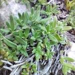 Plocama calabrica Leaf