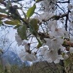 Prunus cerasusFlower