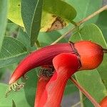 Erythrina crista-galli Flor